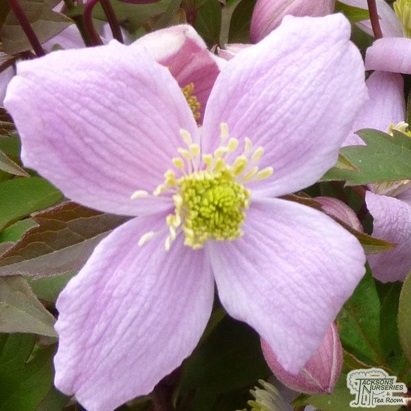 Clematis Elizabeth